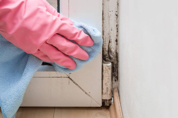  West Pittston, PA Mold Inspection, Removal & Remediation Pros